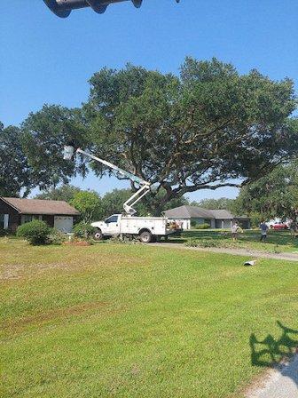 A Better Cut Tree Service
