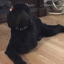 Izzy & Friends Goldendoodles