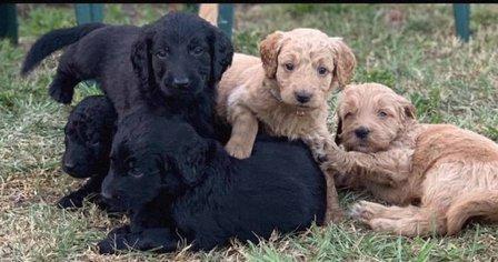 Izzy & Friends Goldendoodles