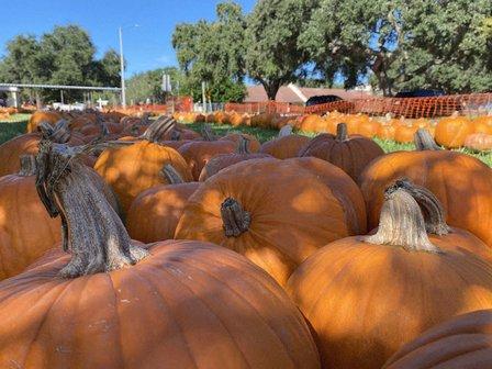 Pumpkin patch by PCC youth ministry