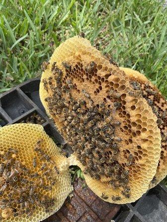 Florida Bee Removal, Inc