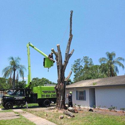 Advanced Arbor Professional Tree Care