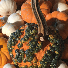Dave's Pumpkin Patch