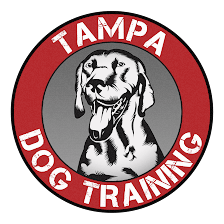 Tampa Dog Training