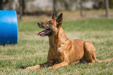 Tampa Dog Training