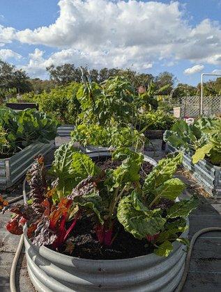 Tillers &Toilers Garden Club