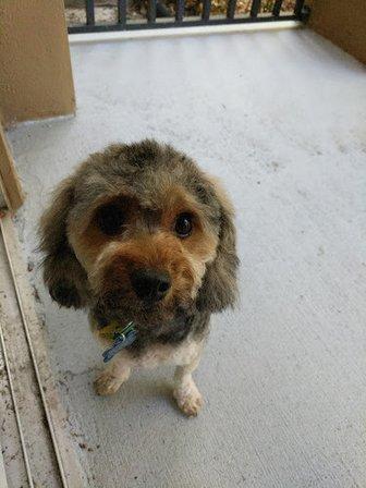 Carrollwood Pet Grooming
