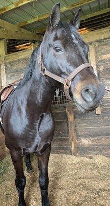 Hazelwood Stables