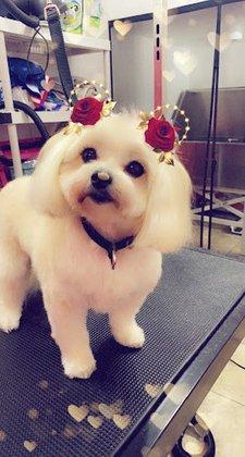 Pet Styles by Sharon