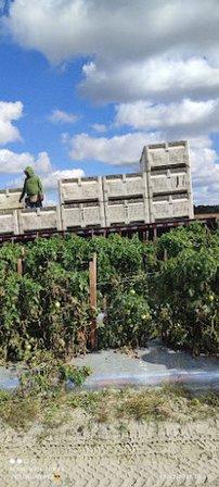 Jaymar Farms Inc
