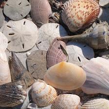 Shell Key Shuttle