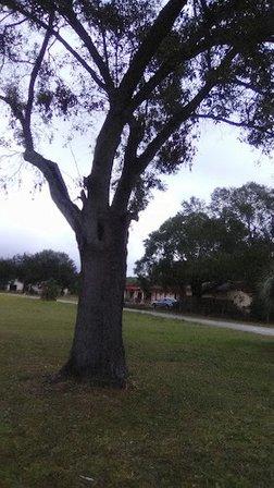 Oak Park Center Playground