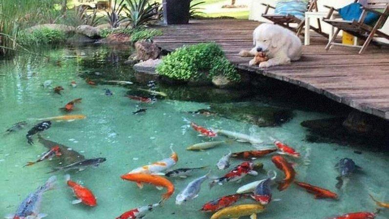 Back To Nature Ponds LLC