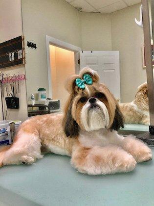 Grande Style Dog Grooming