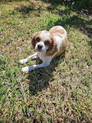 Pooches in Paradise, LLC