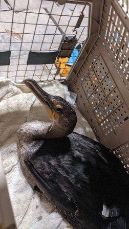 Florida Bird Rescue