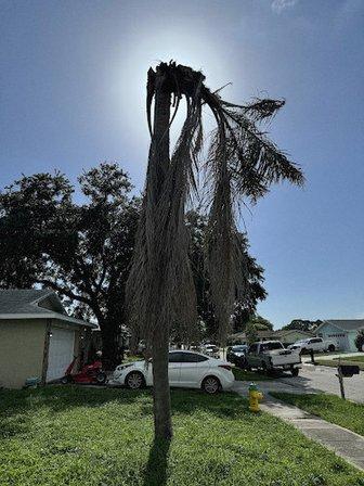 Weave’s Tree Trimming