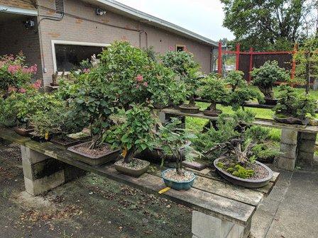 Artisans Bonsai, INC