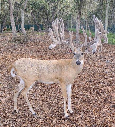 Stubbs Whitetails