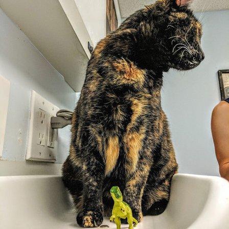 VCA Carrollwood Cat Hospital