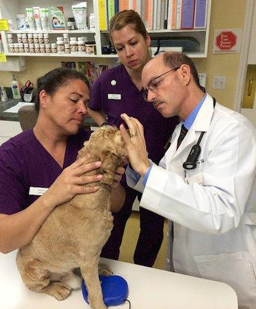 Cross Creek Animal Medical Centre