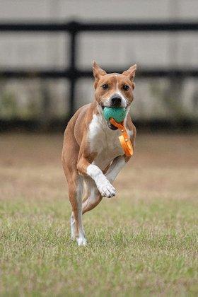 Alpha One Dog Training