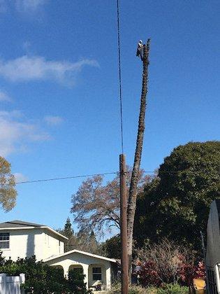 Ward Tree Services