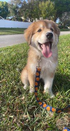 The Pup Social