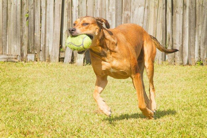 PETS Pet Enrichment and Training Solutions, LLC