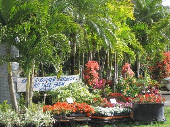 Kathy's Korner Nursery Inc