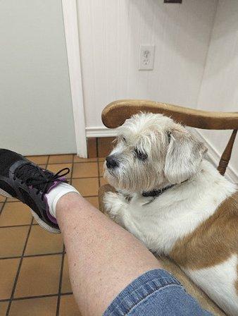 Dr.Stenzel Clearwater Animal Clinic