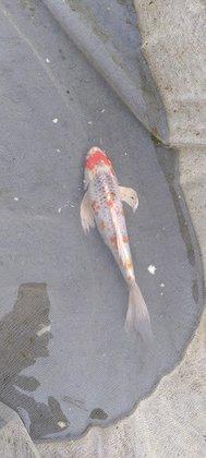 Florida Tropical Fish Farm