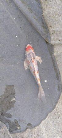 Florida Tropical Fish Farm