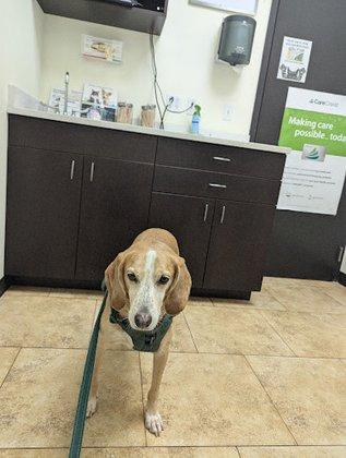 North Tampa Pet Hospital