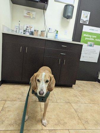North Tampa Pet Hospital