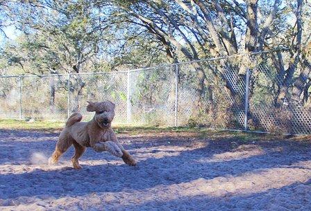 Unique Dog Boarding, Inc