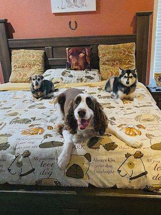 Poderosen pet resort