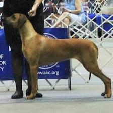 Amber Trace Rhodesian Ridgebacks