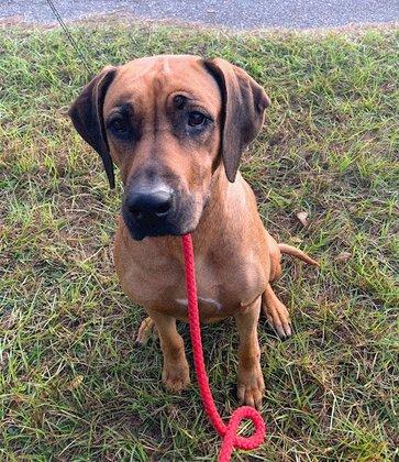 Amber Trace Rhodesian Ridgebacks
