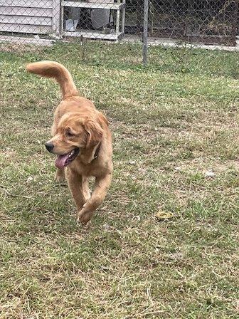 Goldens With A Purpose