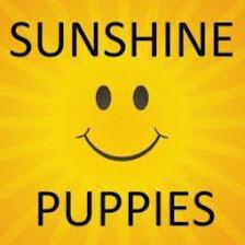 Sunshine Puppies Two