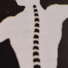 Lake Seminole Chiropractic (Paul Berard, DC) - DrPaul, LLC