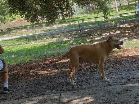 Rowlett Dog Park