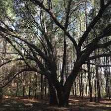 Oak Reserve