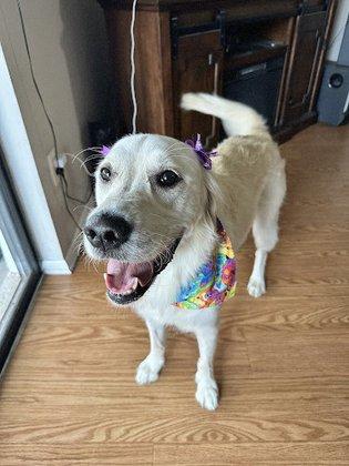 Paradise Pet Salon Daycare & Boarding