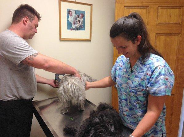 Davis Island Animal Clinic