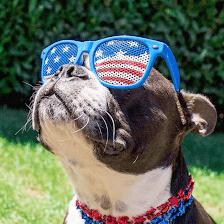 SemperFido Pet Sitting