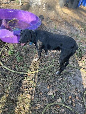 Free Paws Dog Lodging & Daycare