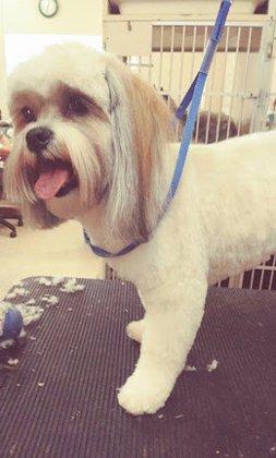Furbabyspetgrooming