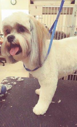 Furbabyspetgrooming